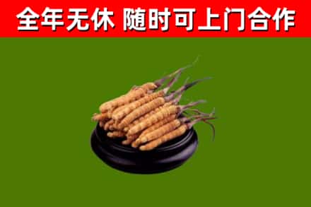 肃北县烟酒回收冬虫夏草.jpg