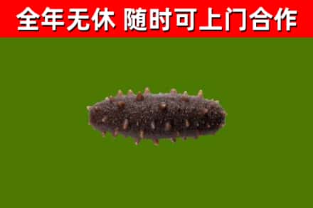 肃北县烟酒回收干海参.jpg
